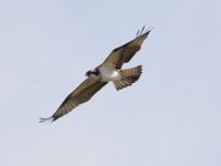 Fischadler (Pandion haliaetus) 14